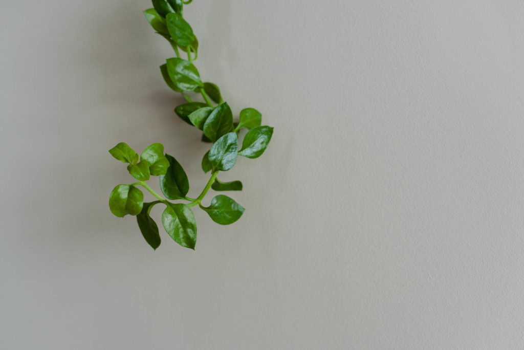 branch of green plant against a white wall
